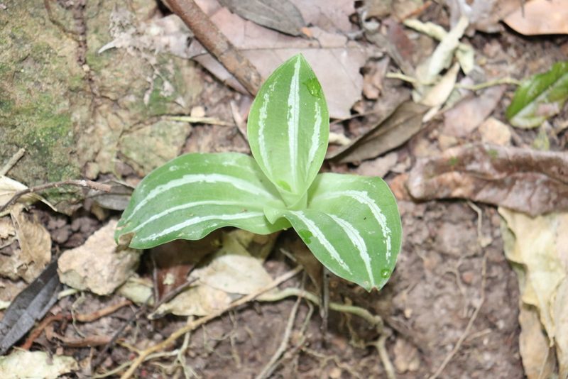 Sarcoglottis sceptrodes, photographed by alejandrozab