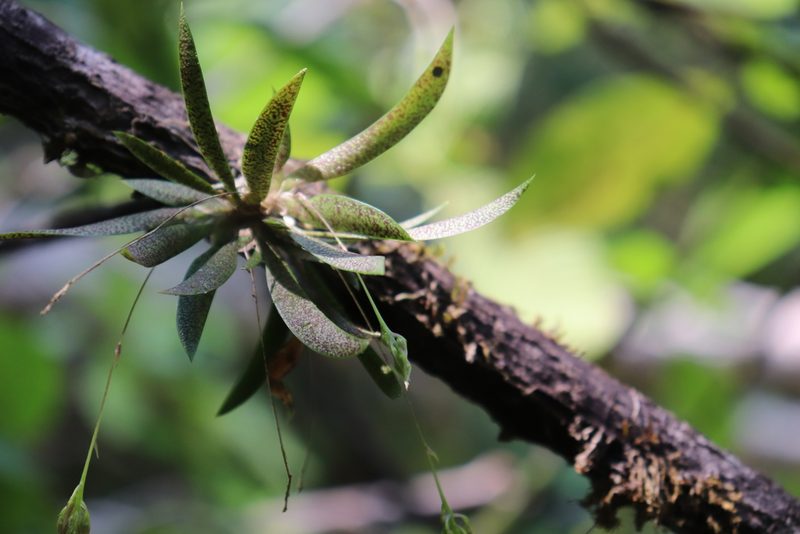 Macroclinium lexarzanum, photographed by alejandrozab