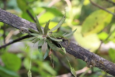 Macroclinium lexarzanum, photographed by alejandrozab