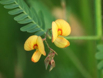 Aeschynomene indica, photographed by mayfly1963