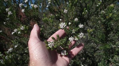 Phylica pinea, photographed by Shaun Swanepoel