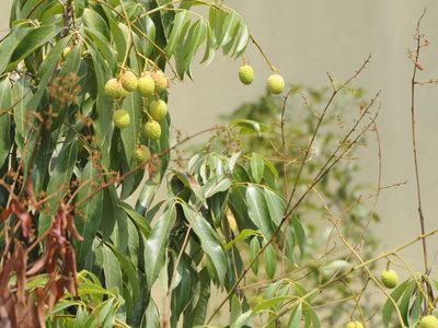Litchi chinensis, photographed by Subhadra Devi