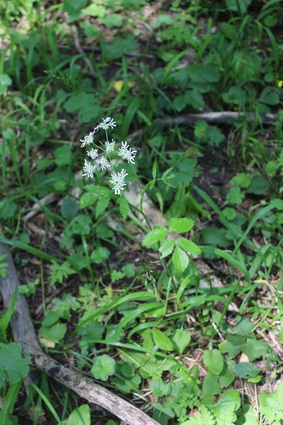 Heracleum chorodanum, photographed by Dmitriy Bochkov