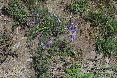 Teucrium orientale, photographed by Dmitriy Bochkov