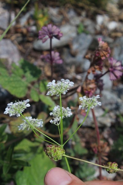 Astrodaucus orientalis, photographed by Dmitriy Bochkov