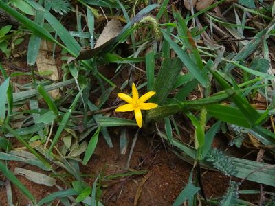 Curculigo orchioides, photographed by Ajit Ampalakkad