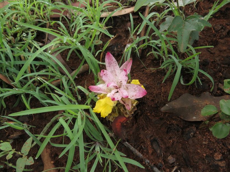 Curcuma pseudomontana, photographed by Ajit Ampalakkad