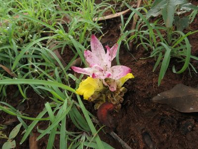 Curcuma pseudomontana, photographed by Ajit Ampalakkad