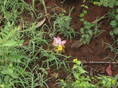 Curcuma pseudomontana, photographed by Ajit Ampalakkad