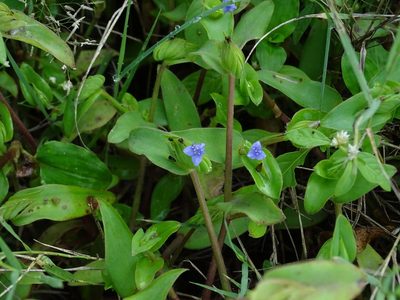 Cyanotis cristata, photographed by Ajit Ampalakkad