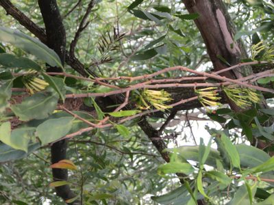 Dendrophthoe falcata, photographed by Ajit Ampalakkad
