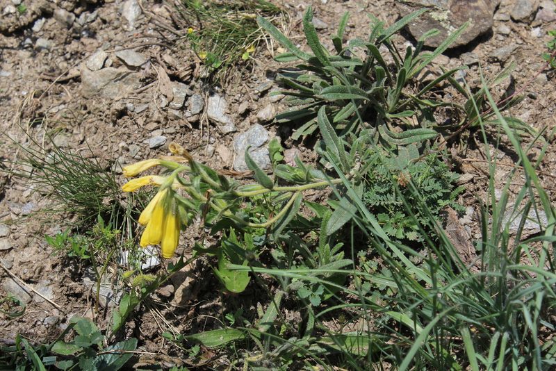 Onosma caucasica, photographed by Dmitriy Bochkov