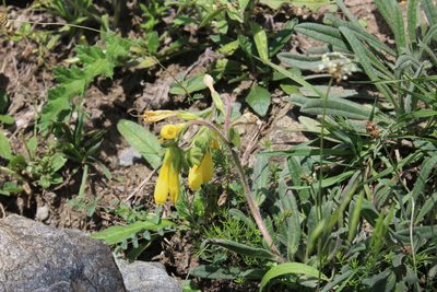 Onosma caucasica, photographed by Dmitriy Bochkov