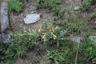 Onosma caucasica, photographed by Dmitriy Bochkov