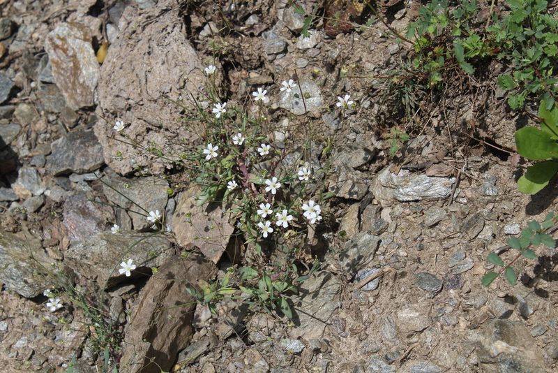 Gypsophila elegans, photographed by Dmitriy Bochkov