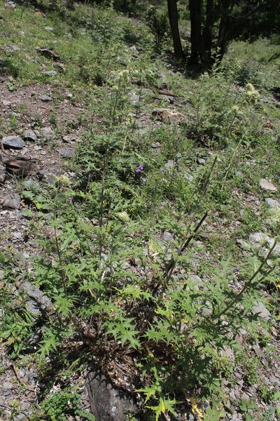 Cirsium chlorocomos, photographed by Dmitriy Bochkov