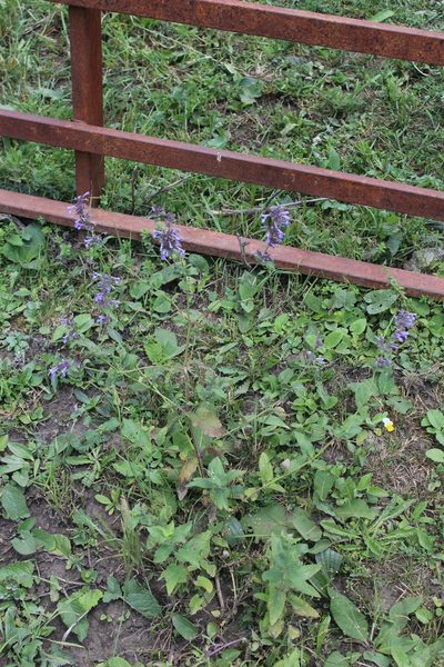 Nepeta grandiflora, photographed by Dmitriy Bochkov