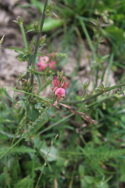 Onobrychis inermis, photographed by Dmitriy Bochkov