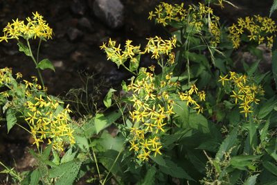 Senecio propinquus, photographed by Dmitriy Bochkov