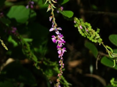 Polhillides velutina, photographed by Ajit Ampalakkad