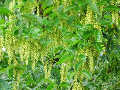 Dioscorea pentaphylla, photographed by Ajit Ampalakkad