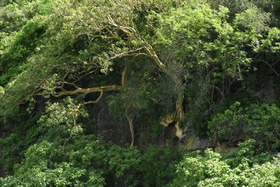 Ficus petiolaris, photographed by Diana Fuentes