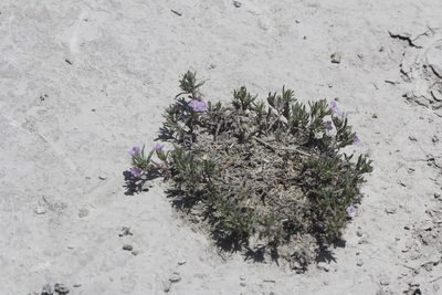 Nama stevensii, photographed by Juan Cruzado Cortés