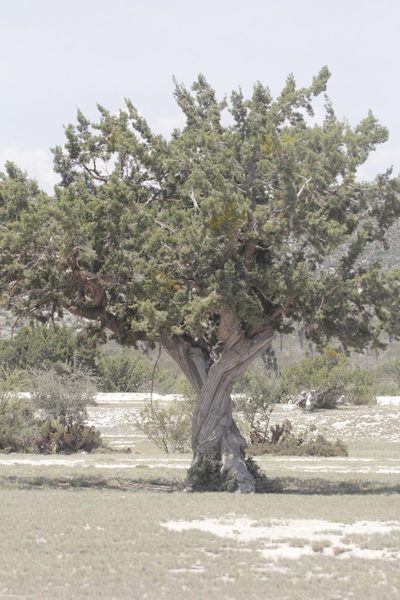 Juniperus coahuilensis, photographed by Juan Cruzado Cortés