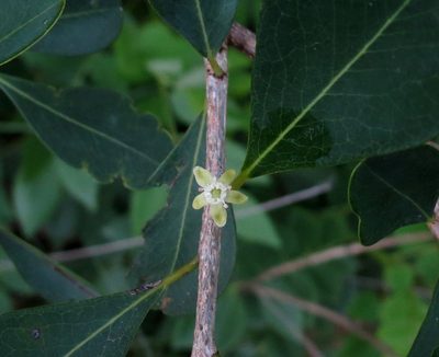 Erythroxylum monogynum, photographed by Ajit Ampalakkad