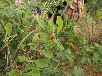 Erythroxylum monogynum, photographed by Ajit Ampalakkad