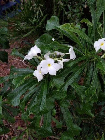 Plumeria pudica, photographed by Connor O'Toole