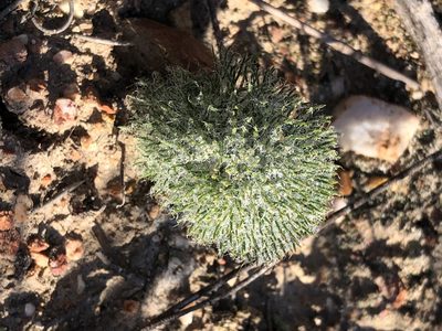 Eriospermum paradoxum, photographed by Dave U