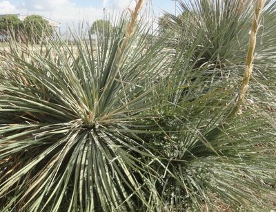 Dasylirion parryanum, photographed by Juan Carlos Fonseca Mata