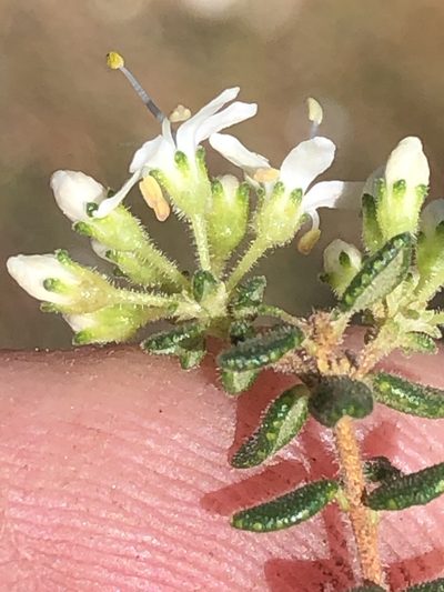 Agathosma blaerioides, photographed by Dave U