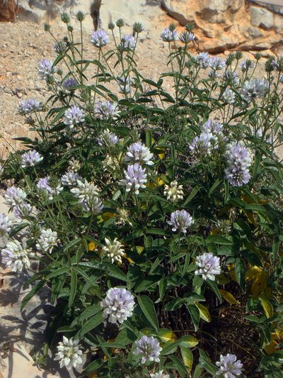 Bituminaria morisiana, photographed by Peter de Lange