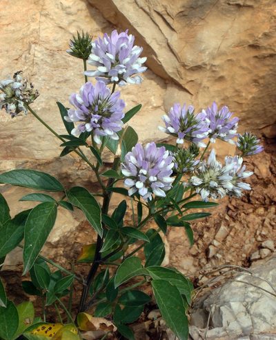 Bituminaria morisiana, photographed by Peter de Lange
