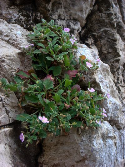 Erodium corsicum, photographed by Peter de Lange
