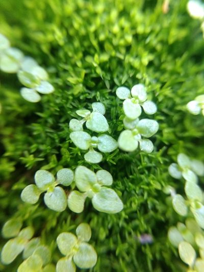 Sedum jaliscanum, photographed by Diana Fuentes