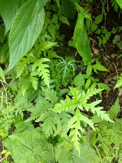 Bommeria pedata, photographed by Diana Fuentes