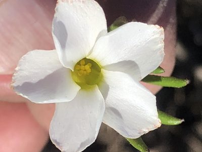 Oxalis algoensis, photographed by Dave U