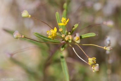 Cleomella parviflora, photographed by Ken-ichi Ueda