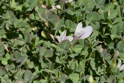 Trifolium monanthum, photographed by Ken-ichi Ueda