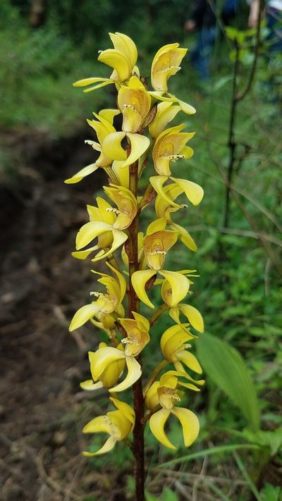 Govenia superba, photographed by Alan Rockefeller