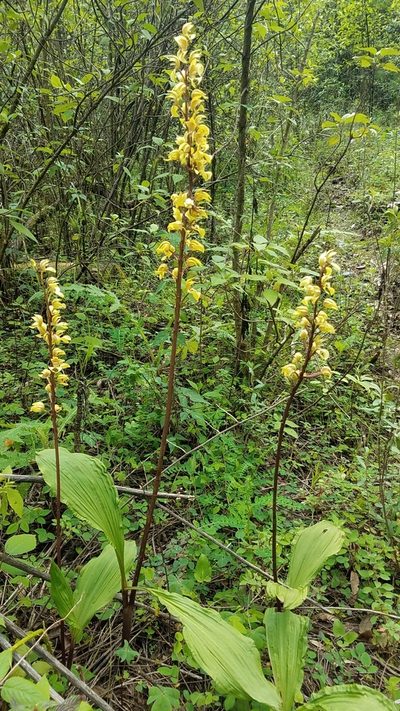 Govenia superba, photographed by Alan Rockefeller