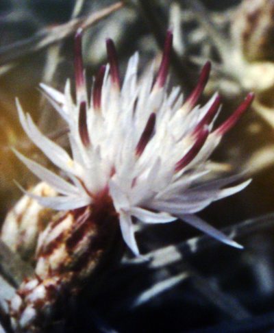 Centaurea horrida, photographed by Peter de Lange