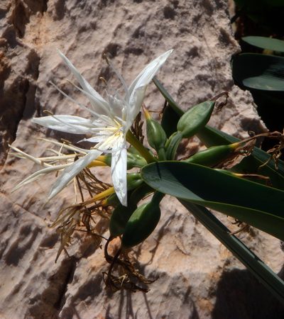 Pancratium illyricum, photographed by Peter de Lange