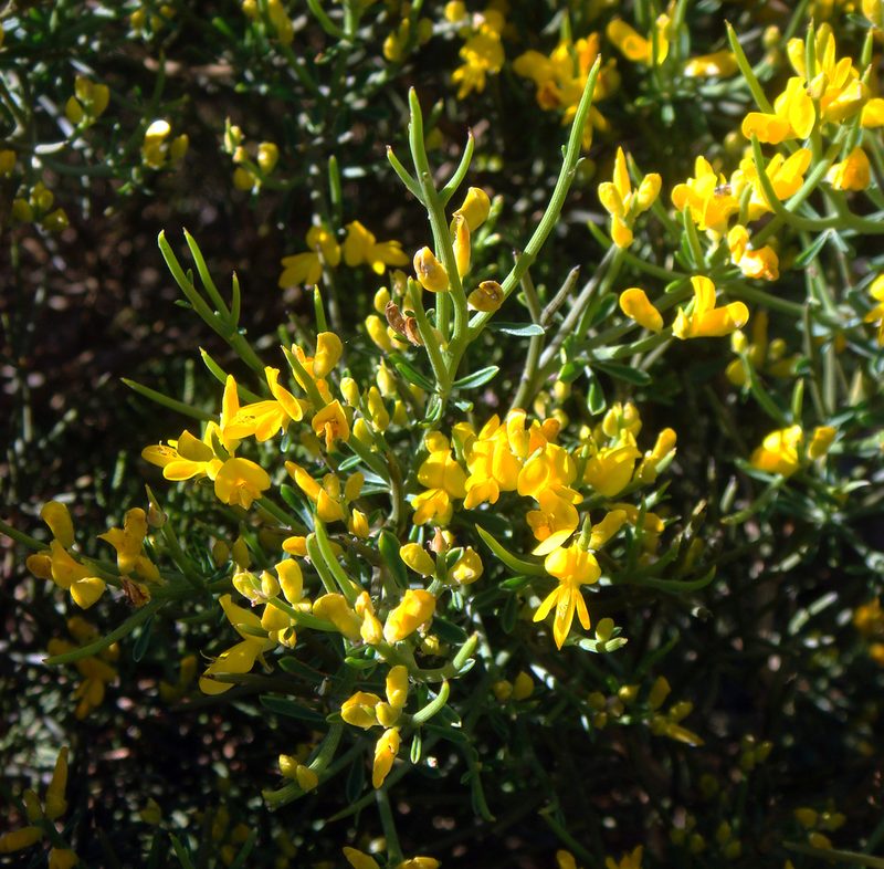 Genista sardoa, photographed by Peter de Lange
