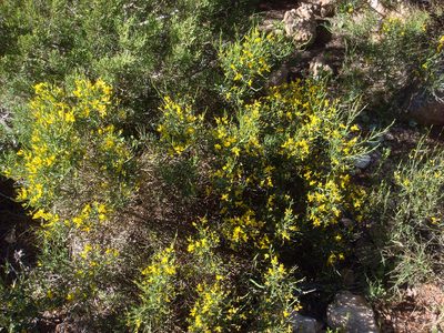 Genista sardoa, photographed by Peter de Lange
