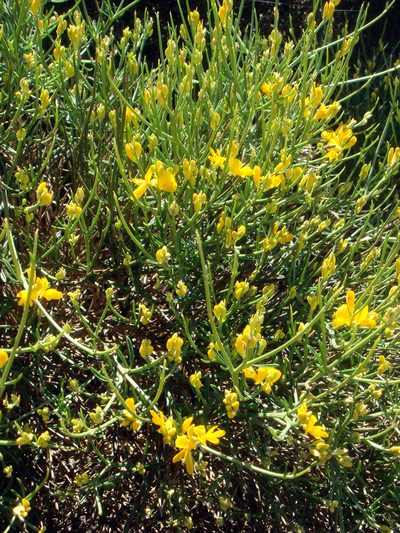 Genista sardoa, photographed by Peter de Lange