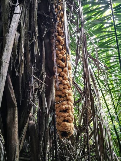 Phytelephas aequatorialis, photographed by sandy-espinozaf